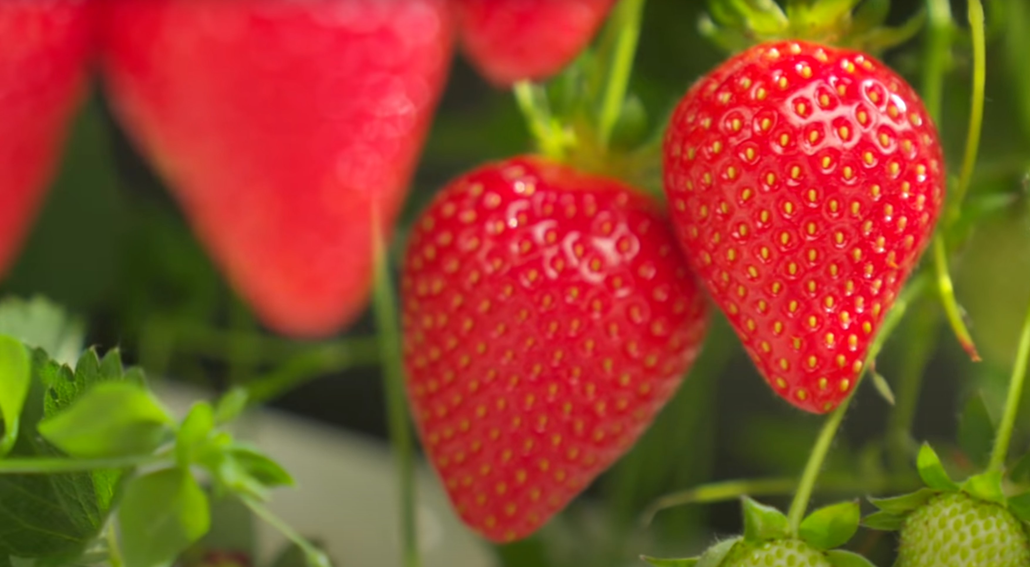 Dyson Strawberries